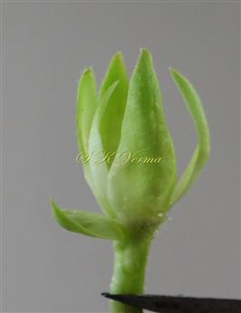  Calyx